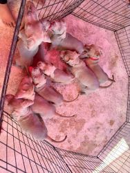 American Pit Corso Puppies for sale