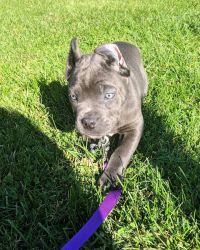 Lovely Smart cane corso puppy