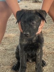 Cane Corso puppies for sale!