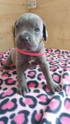 Cane Corso Puppies For Sale- READY TO GO-8 WEEKS