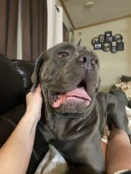 Cane Corso Puppies AKC & ICCF REGISTERED