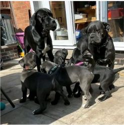 Cute Cane Corso Puppies For Rehoming