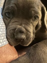 AKC Registered Cane Corso Puppies for Sale