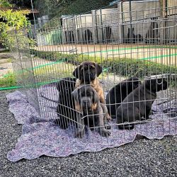 Lovely Cane Corso Puppies For Rehoming