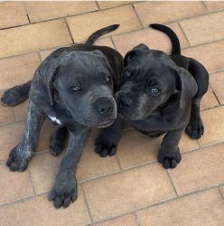 Adorable Cane Corso Puppies For Adoption