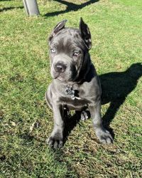 Pure Blooded Cane Corso puppy