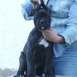 ASTOUNDING CANE CORSO PUPPIES FOR RE-HOMING