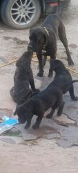Pure bred Cane Corso pups for sale