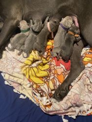 Cane Corso puppies ICCF 2 weeks