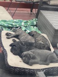 Cane Corso puppies looking for homes