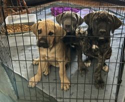 Cane Corso Puppies 14 weeks