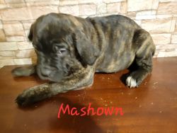 AKC Cane Corso puppies for Christmas