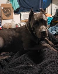 Loving 9 month old Cane Corso