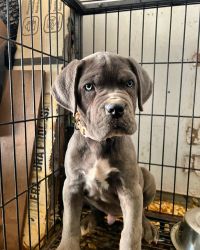 CaneCorso puppies ready to go now I have 3 boys and 1 girl.
