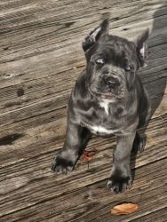 Sweet Blue Cane Corso Puppy Suki, 16wks, Seeks Playful Loving Home