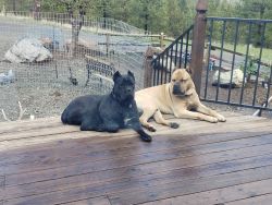 3 male Cane Corso puppies available