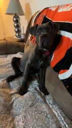 5 month old cane corso female