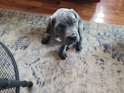 Female AKC Cane Corso Puppy ready for her perfect home!