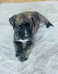 Charming Cane Corso Puppies Available