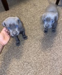 Cane corso puppies for sell