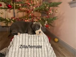 7 week Puppies Cane Corso/American Pit Bull Terrier