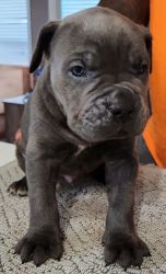 Cane Corso Puppies looking furever home