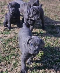 Blue and Grey Cane Corso Puppies