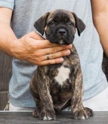 Available Lovely Cane Corso Puppies