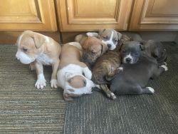 Puppies looking for good and loving homes