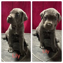 CANE CORSO PUPPIES ICCF AND AKC REGISTERED ( $2,500) can negotiate