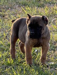 9 week old registered cane Corso puppies