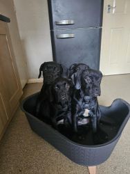 Healthy Cane Corso pups for adoption