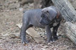 Quality Male and Female Cane Corso Puppies