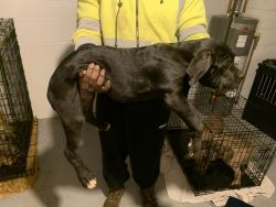 I have 4 cane corso left out of 13 they need forever homes 3 males 1f