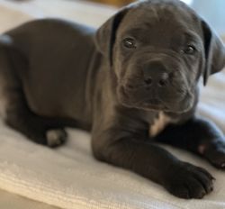 Full Blooded Cane Corso Puppy