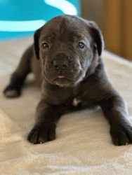 Full Blooded Cane Corso Puppies available Now