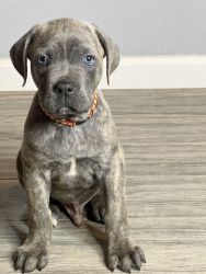 Full blooded Cane Corso puppies