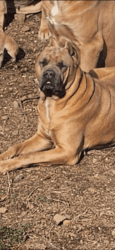 ICCf registered pure breed cane corso