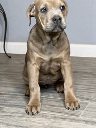 Full blooded CaneCorso
