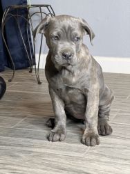 Full blooded Cane corso
