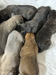 Cane Corso puppies for sale born March 15 four males two females CKC r