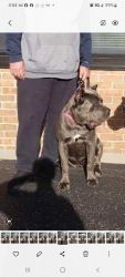 Free cane Corso to go home 14 months old.
