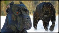 Show Qlty Cane Corso pupps 4r sale @ low price