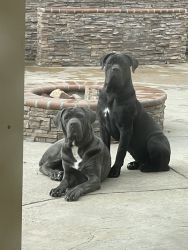 Full Bred, Champion Bloodline Cane Corso Puppies for sale