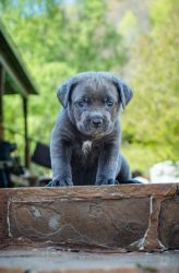 Cane Corso Puppy! Only one left! Dual Registered