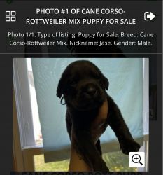 Cane corso rott mix puppy for sale