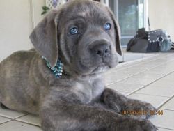 ***BEAUTIFUL BLUE CANE CORSO PUPPIES FOR SALE***