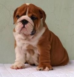 Cute English Bull Dog Puppies For Sale