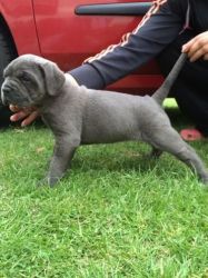 lovable cane corso puppies