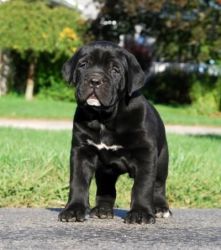 Cute Black Cane Corso Puppies For Sale